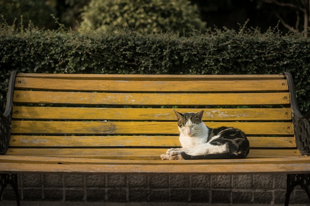 cat sitting on a bench