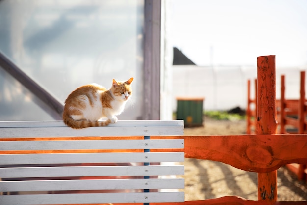 Free photo cat sitting on a farm fence on a sunny day