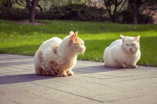 Cat Sitting On Footpath