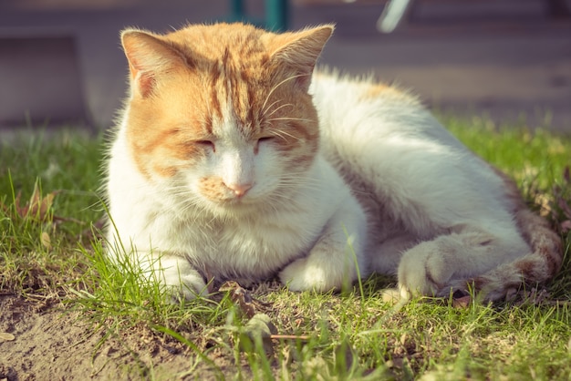 Free Photo cat sitting on footpath