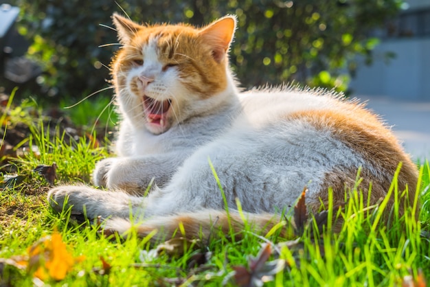 Free photo cat sitting on footpath