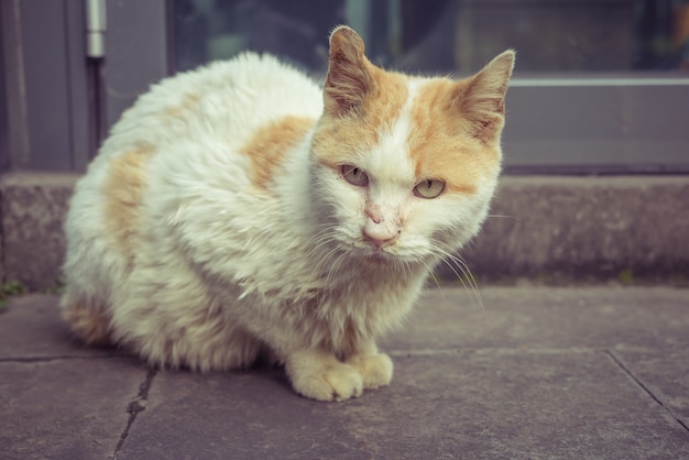 Free photo cat sitting on footpath