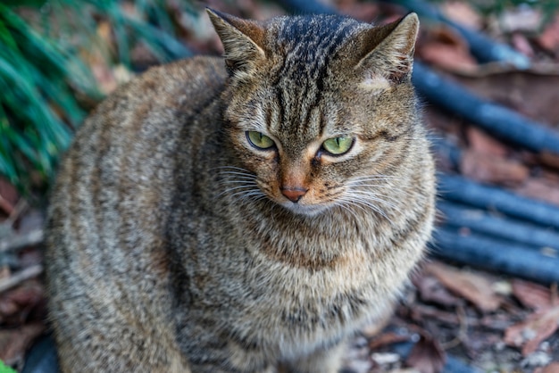 Free photo cat sitting on footpath