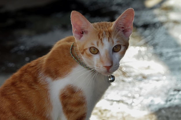 Free photo a cat sitting looking at the camera