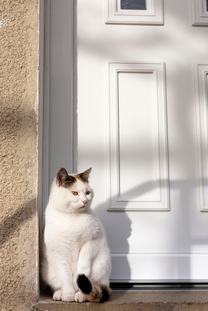 Cat sitting near door in sun