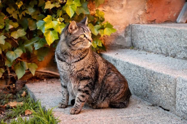 Free photo cat sitting on the staircases of a building next to a green plant