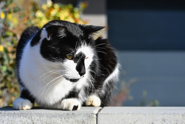 Cat sitting on the wall The animal rests in the sun natural blurred background