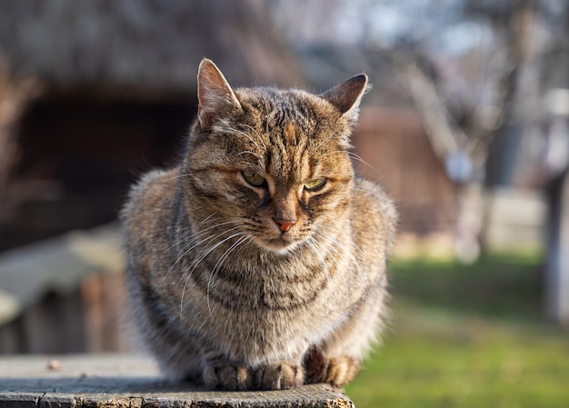 Cat sitting on a wooden box