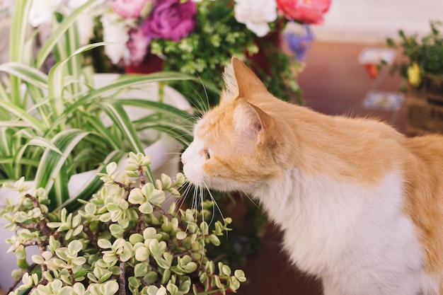 Free photo cat smelling plant