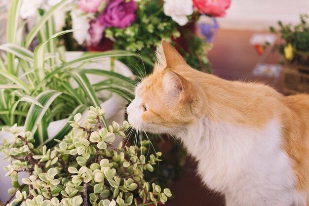 Cat smelling plant