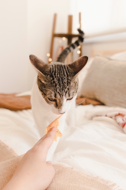 Free photo cat sniffing autumn leaf