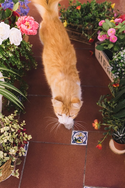 Free photo cat walking between plants