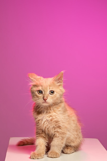 The cat on white background