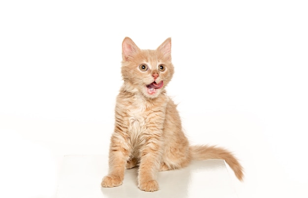 Free photo cat on white background