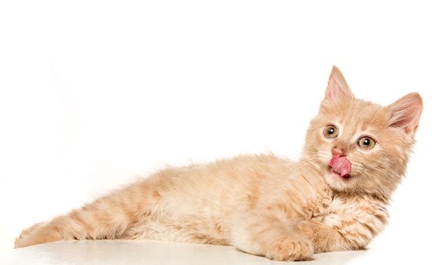 cat on white background