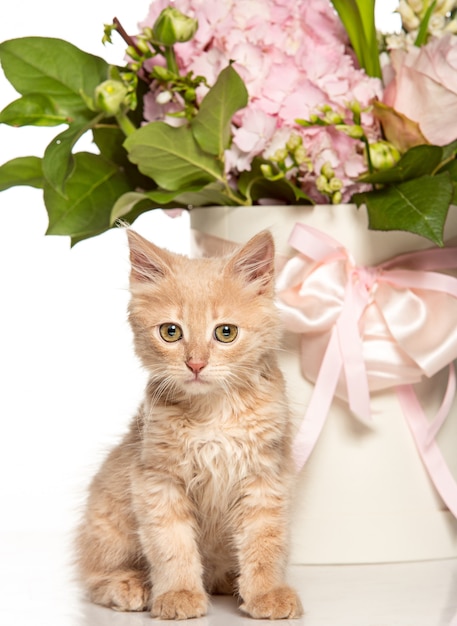 Free photo the cat on white wall with flowers