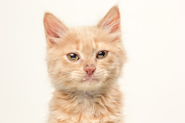 The cat on white wall