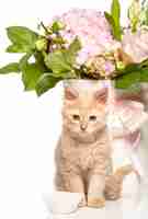 Free photo cat on white with flowers