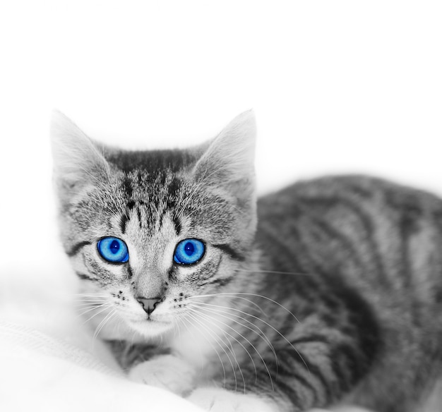 Free Photo cat with blue eyes