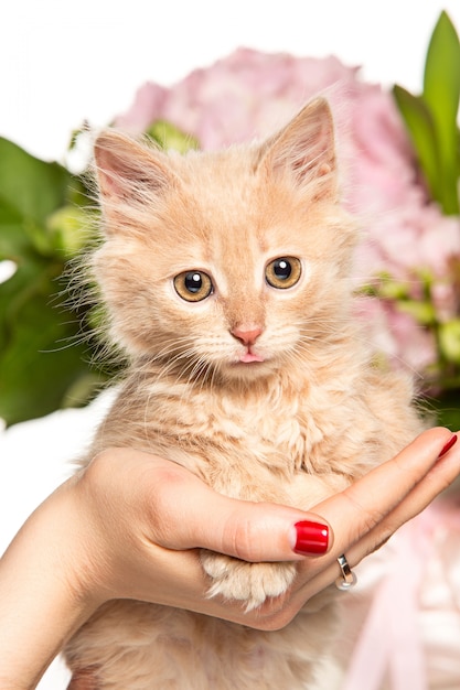 Free Photo the cat with flowers