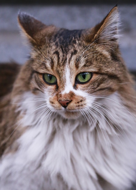 Cat  with green eyes