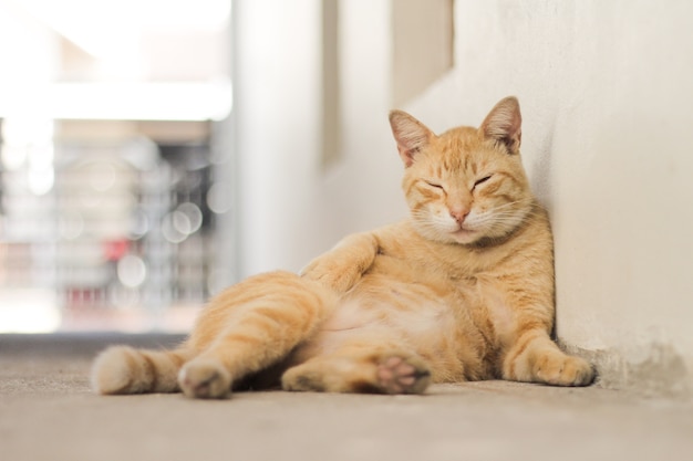 Cat with a light brown striped fur in front of a white wall