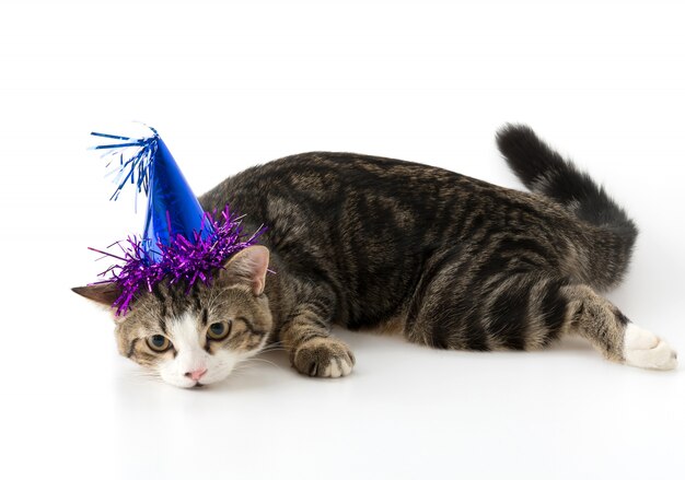 cat with party hat