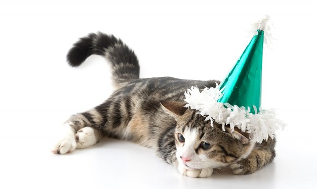 cat with party hat