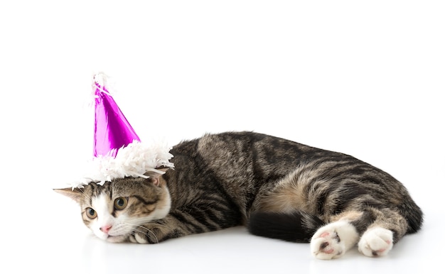 cat with party hat