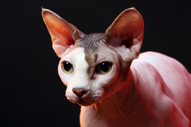 Cat without hair