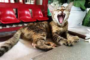 Free photo cat yawning