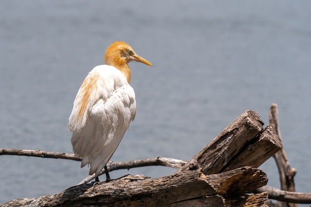 Free photo cattle egret bubulcus ibis coromandus at thailand