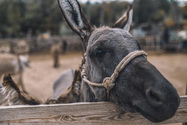 Cattle-farm. Cute donkeys at the cattle farm