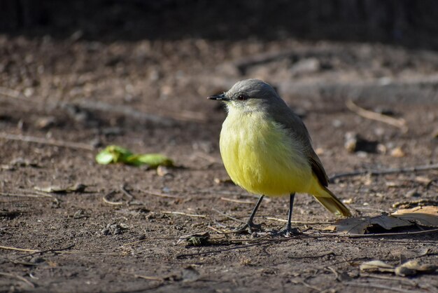 Cattle tyrant (Machetornis rixosa) on the ground