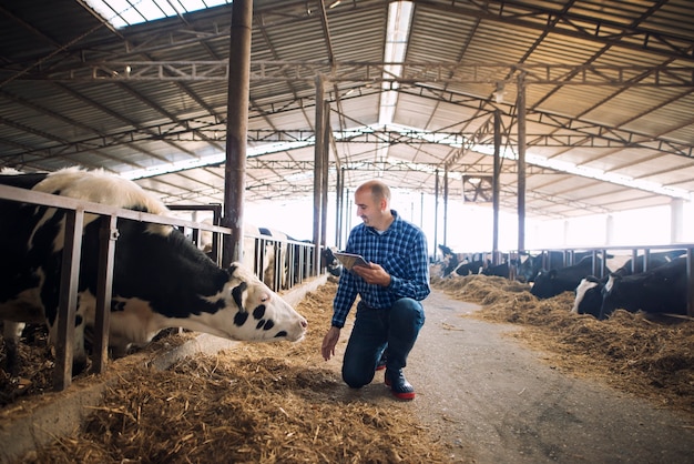 Cattleman holding tablet and observing domestic animals for milk production