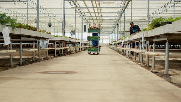 Free photo caucasian man pushing rack of crates with different types of organic green lettuce saying hello to african american woman coworker. greenhouse worker preparing for greens delivery to local business.