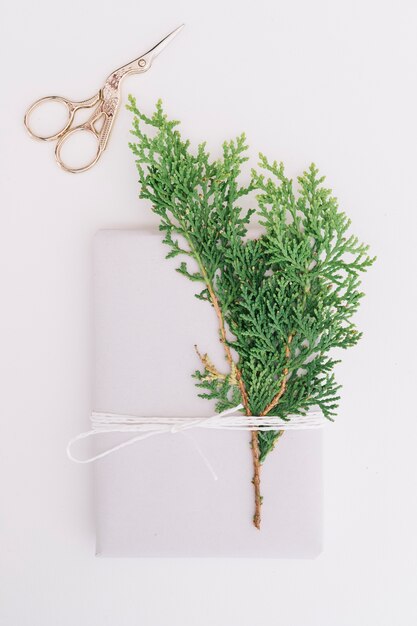 Cedar leaves tied with package and scissor isolated on white backdrop