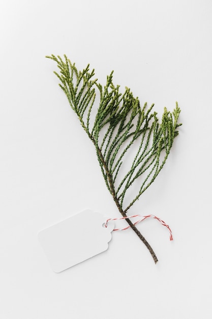 Free photo cedar twig with blank tag isolated on white background