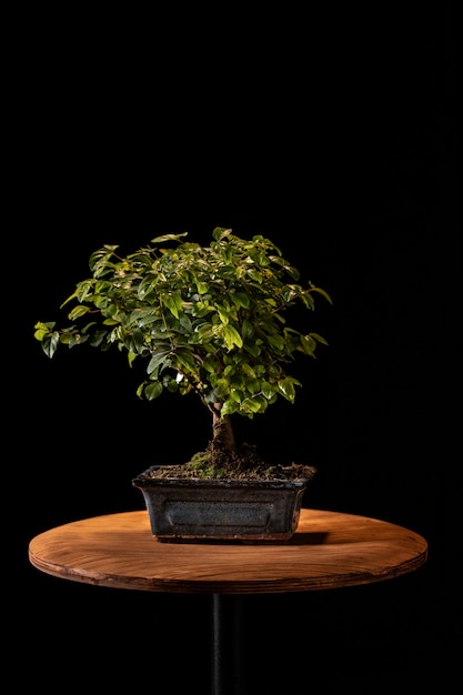 Free Photo celebrate arbor day with potted plant on table