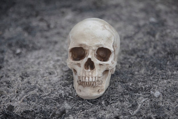 Cement skull created for photo shootings