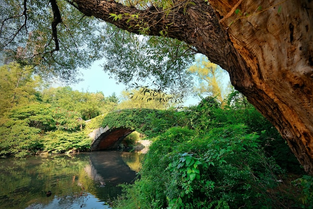 Free Photo central park spring with bridge in midtown manhattan new york city