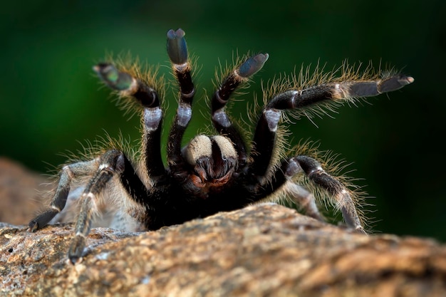 Ceratogyrus darlingi tarantula closeup Ceratogyrus darlingi tarantula front view insect closup