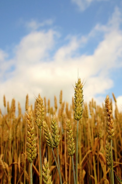 "Cereal growing on field"