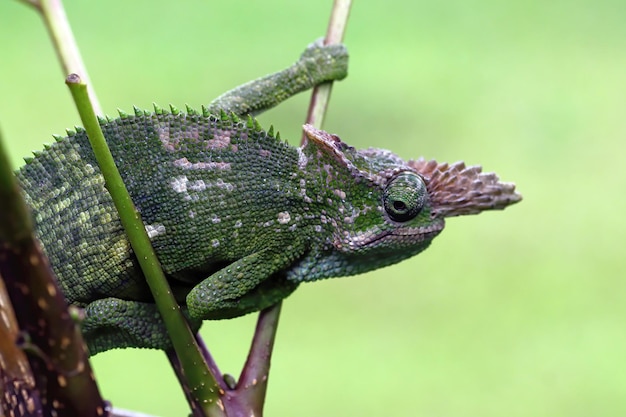 Free Photo chameleon fischer closeup on tree chameleon fischer walking on twigs