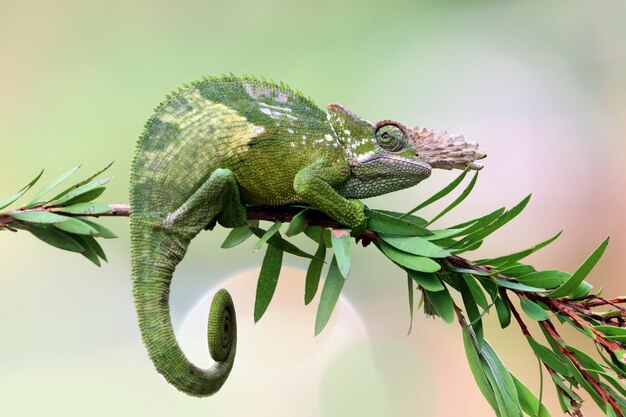 Chameleon fischer closeup on tree