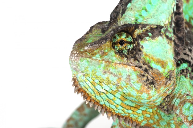 Chameleon head close up