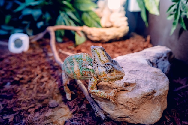 Free photo chameleon trying to climb on a piece of rock over brown dry leaves