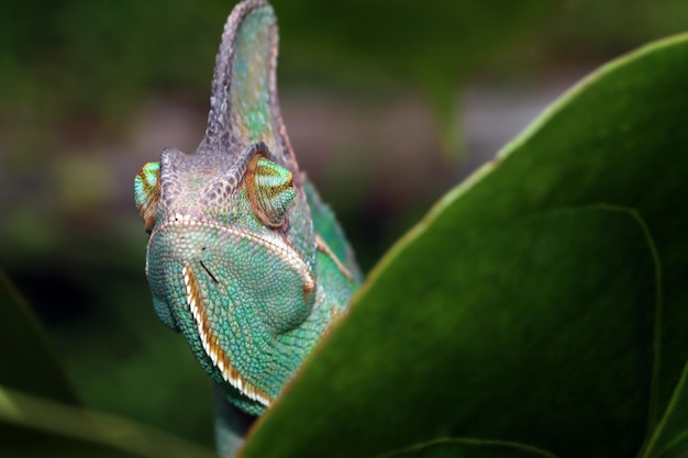 Chameleon veiled closeup head on leaves