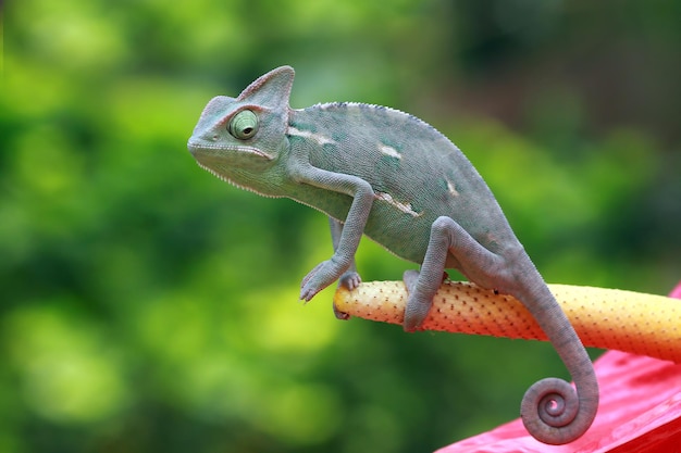 Free photo chameleon veiled closeup on red bud