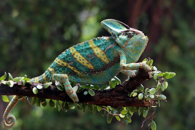 Free photo chameleon veiled ready catch prey